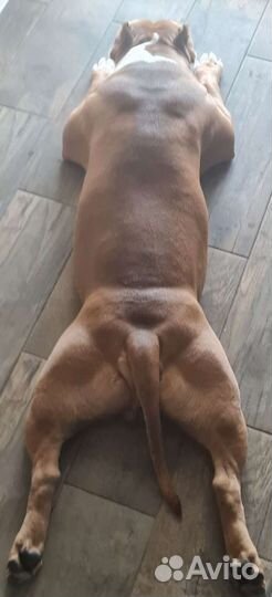 Американский булли вязка