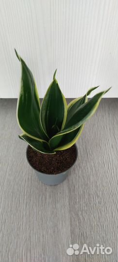 Сансевиерия сортовая