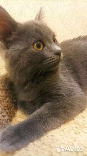 Котенок в добрые руки