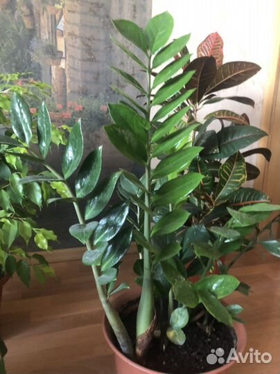 Комнатные цветы