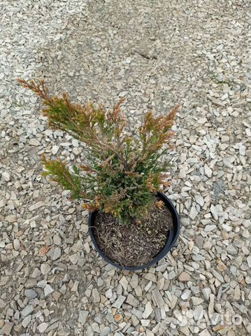 Можжевельник Лайм глоу