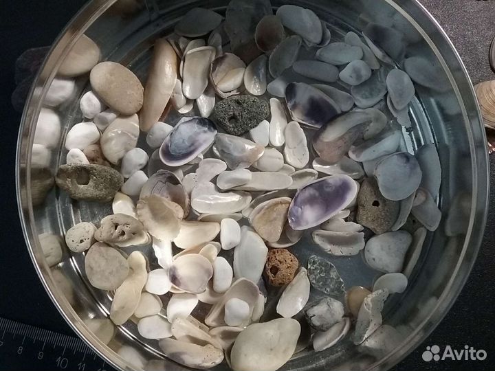 Морские ракушки раковины