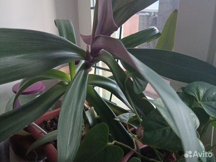 Традесканция рео