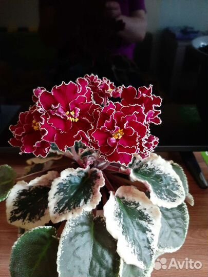 Детки сортовых фиалок