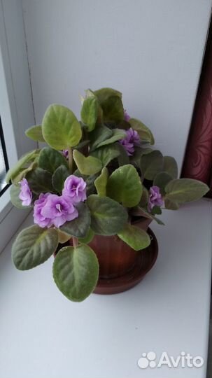Комнатные фиалки
