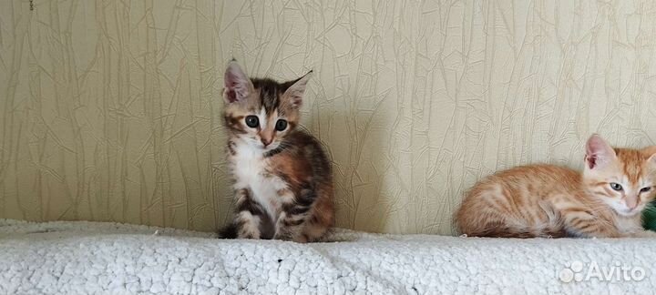 Кошка в дар бесплатно