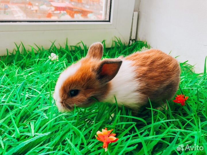 Карликовый кролик мини
