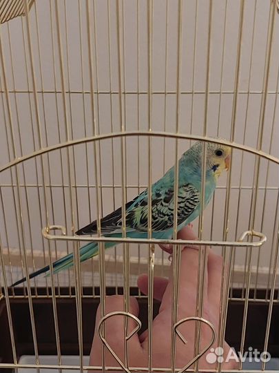 Попугай ручной волнистый чехи кенар какарики