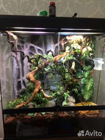 Обслуживание террариумов, аквариумов, клеток, воль