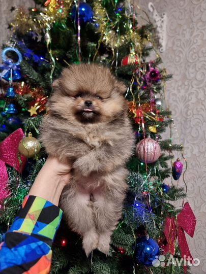 Померанский шпиц девочки и мальчики крем и рыжули