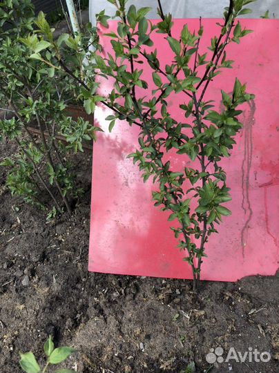 Саженцы сливы