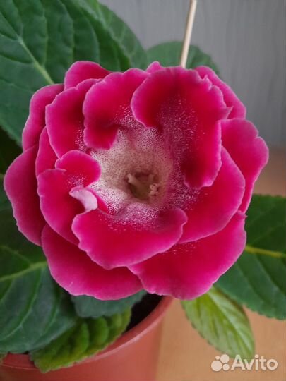 Глоксиния цветущая