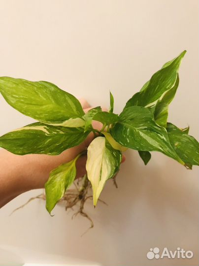 Спатифиллум домино