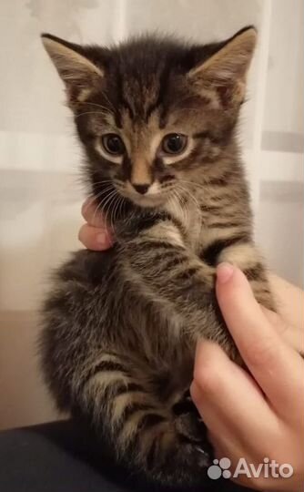 Отдам в добрые руки хороших и умных котят