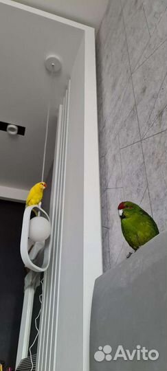 Передержка Попугаев или птиц