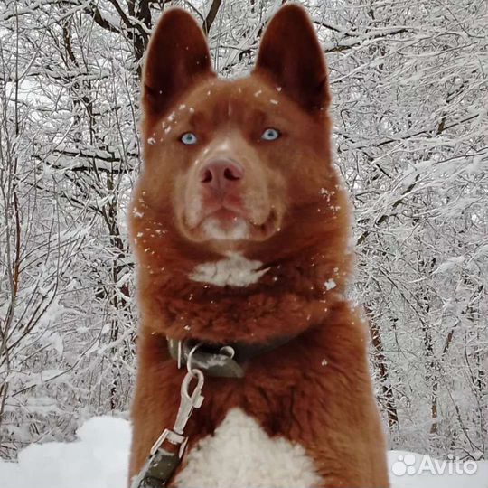 Хаски вязка