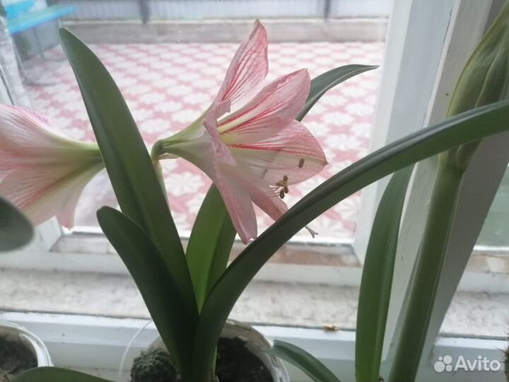 Гипиаструм