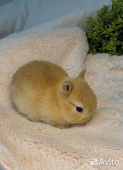 Декоративные кролики