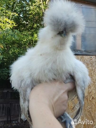 Китайская шелковая курица