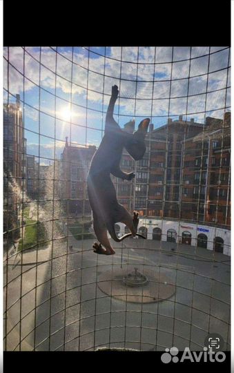 Балкон для прогулки любимца Прояви Любовь и заботу