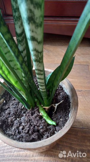 Сансевиерия щучий хвост