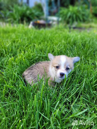 Вельш-корги пемброк