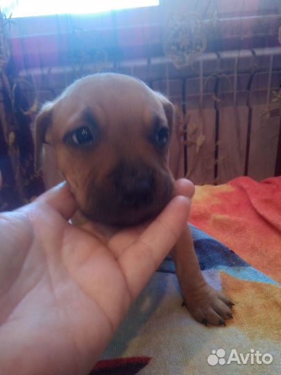 Щенки Американского Стаффордширского Терьера