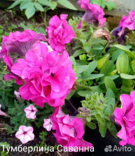 Петунья вегетативная