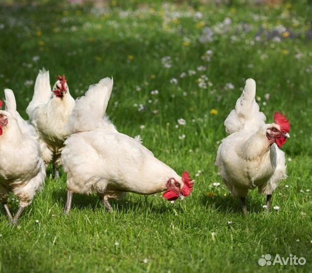 Лучшие несушки