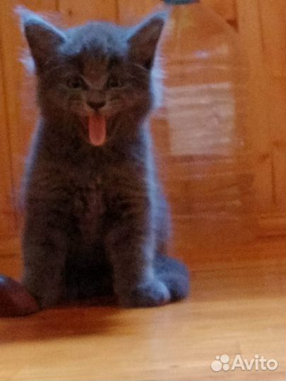 Котики