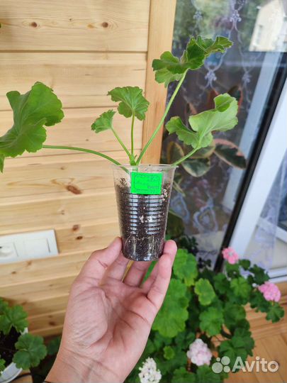 Пеларгония герань