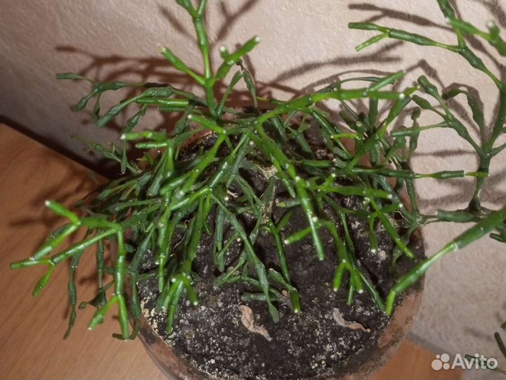 Хатиора суккулент