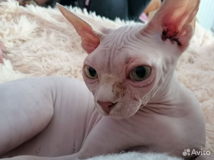 Донской сфинкс