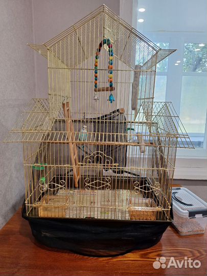 Волнистый попугай с клеткой