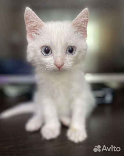 Кошка бесплатно