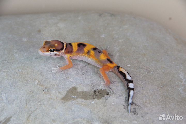 Эублефарчики