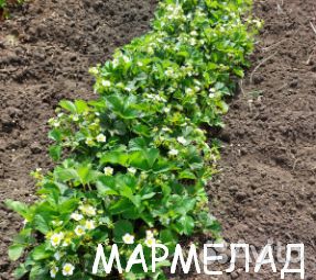 Рассада клубники прием заказов на осень 2023