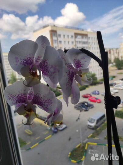 Орхидея фаленопсис