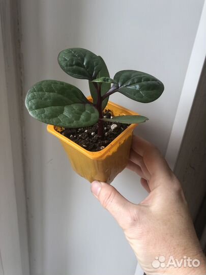 Дихондра, базелло, плектрантус (комнатная мята)