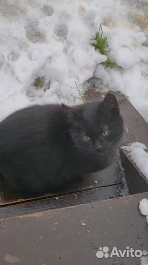 Котята бесплатно
