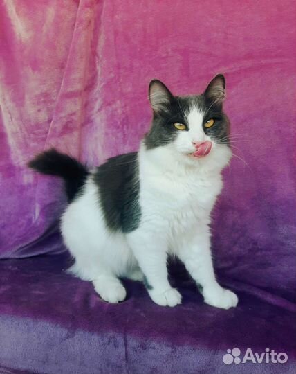 Молодой котик в добрые руки