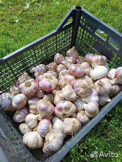Чеснок озимый