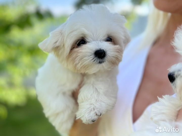 Мальтипу f1 mini