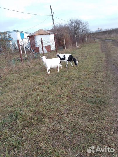 Коза дойная молочная