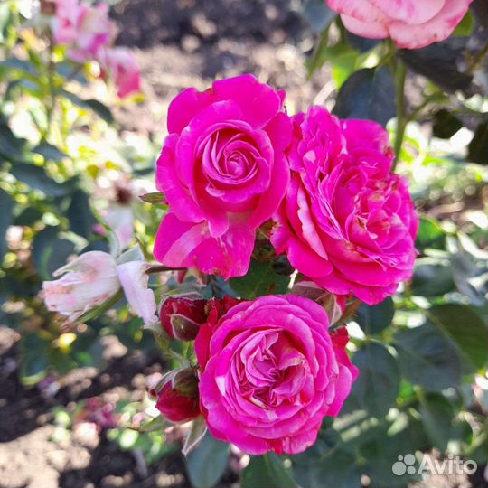 Саженцы роз оптом