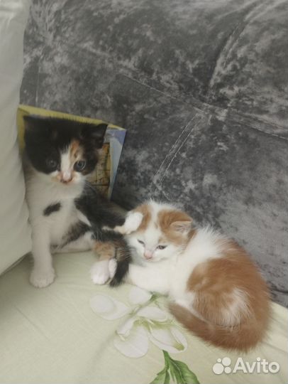 Котята в самые добрые руки