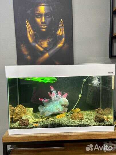 Аквариум с рыбками