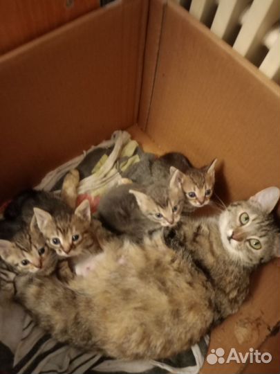 Котята в добрые руки