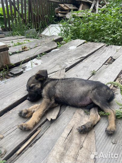 Щенки в добрые руки