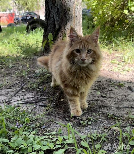 Мейн-кун котик